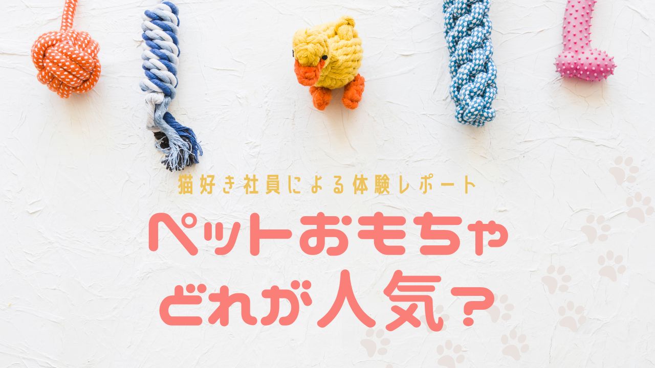 猫好き社員とその飼い猫によるペットおもちゃ体験レポート